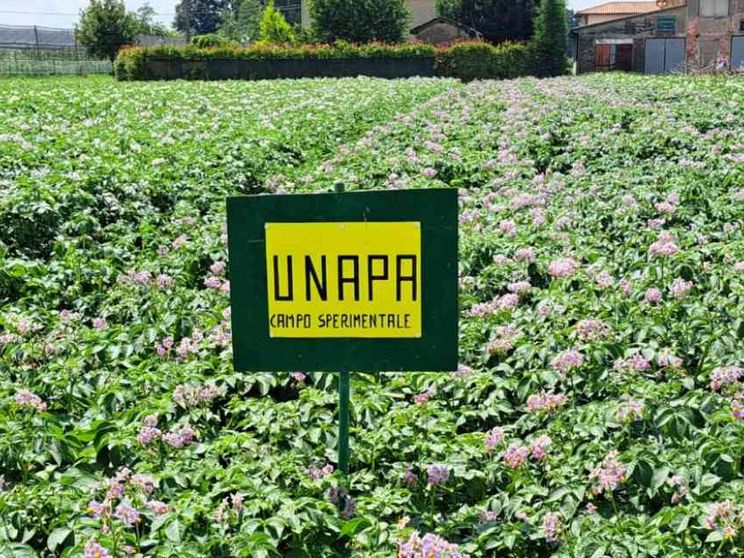 La sfida delle patate: si possono produrre usando (molta) meno acqua