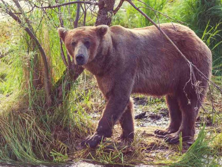 In Trentino un altro turista è stato aggredito da un orso