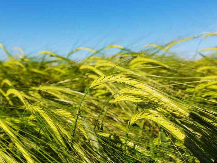 Siccità, maltempo e concorrenza estera: è una pessima annata per il grano