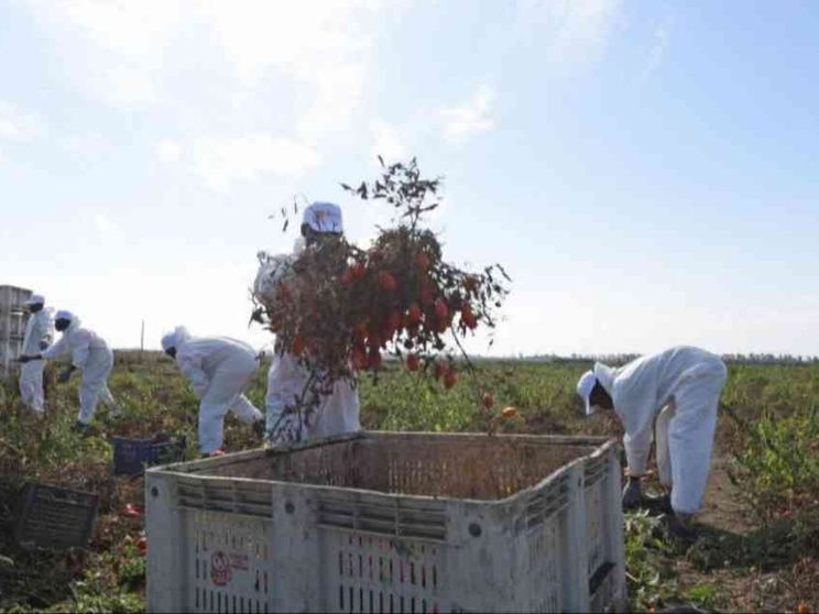 Caporalato, irregolari sei aziende su dieci