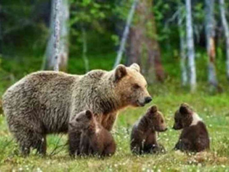 Perché l'orsa Kj1 è stata uccisa dopo aver aggredito un turista