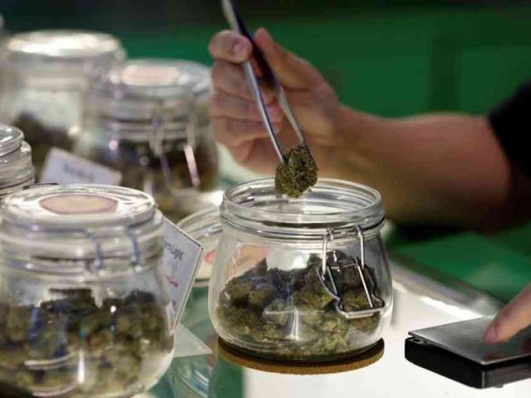 Verso regole più rigide per la vendita e la coltivazione della cannabis «light»