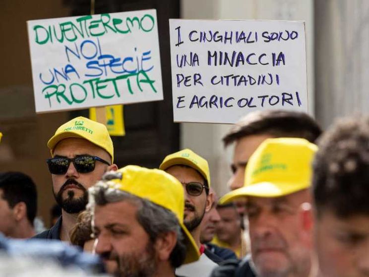 La peste suina è fuori controllo, adesso si prova a correre ai ripari
