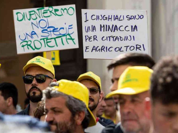 La peste suina è fuori controllo, adesso si prova a correre ai ripari