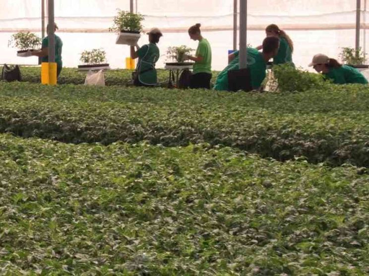 L’Italia insegue l’Olanda su fiori e piante: export trainato dal verde urbano