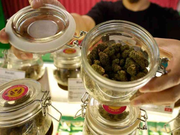 Cannabis e Cbd: il Tar del Lazio complica le cose. Ma chi pensa alla salute?