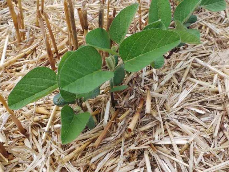 Con la tecnologia il mercato cresce del 19%