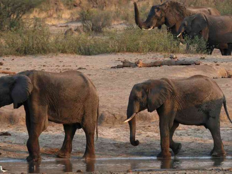 La siccità affama l'Africa: centinaia di elefanti saranno uccisi e mangiati