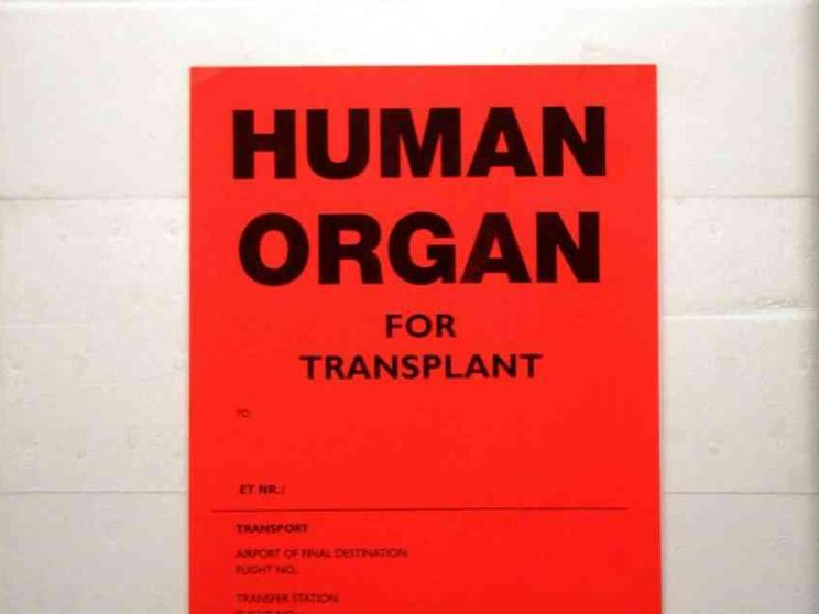 Trent'anni dopo, il dono di Nicholas Green dà ancora frutto