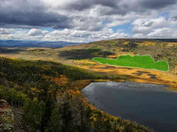 Pando rischia di morire: è l'essere vivente più grande del mondo