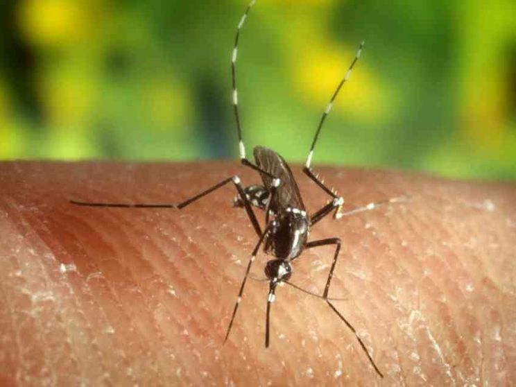 Le zanzare infette, il boom di casi a Fano, i kit: la Dengue deve preoccuparci?