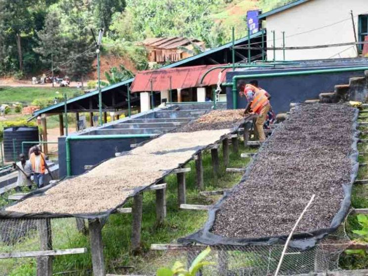 Crisi climatica, nuove regole Ue. E il caffè è sempre più amaro