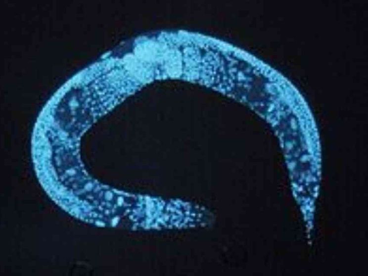 Verso l'ibridazione, ma con una diversa IA