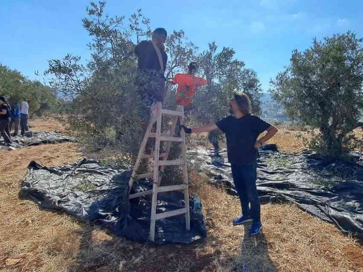 Il rabbino sopravvissuto a Hamas ora raccoglie olive con i palestinesi