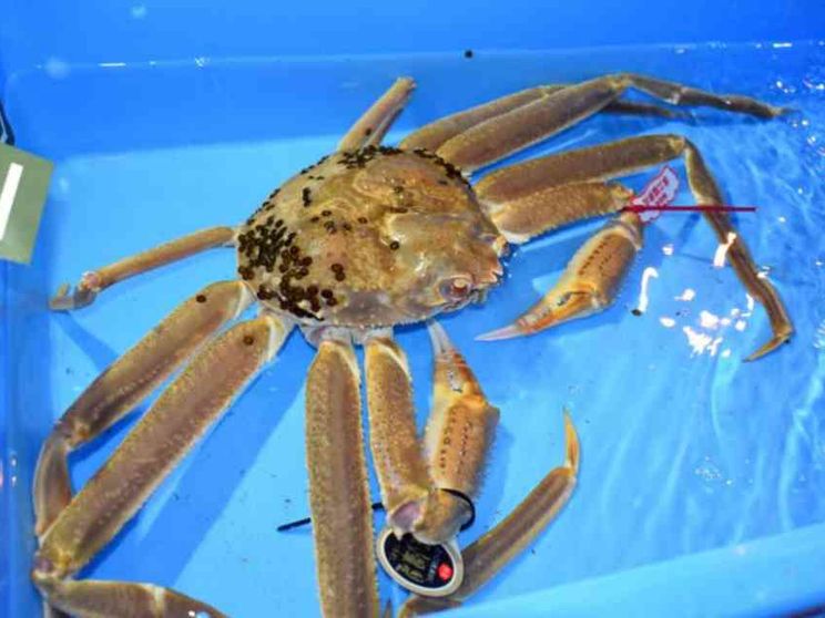 Tutti pazzi per il granchio: esemplare battuto all'asta per 9.200 euro
