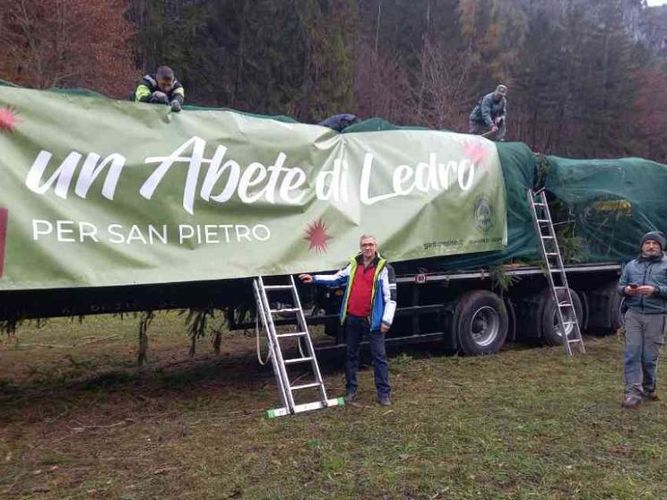 La vera storia dell'abete di Natale per piazza San Pietro