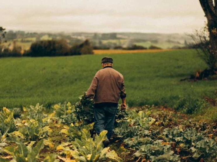 La legge per proteggere i campi bio rischia di mandare in tilt il settore