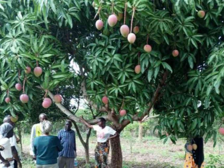 Formazione e una filiera più equa: in Kenya il mango rafforza le comunità