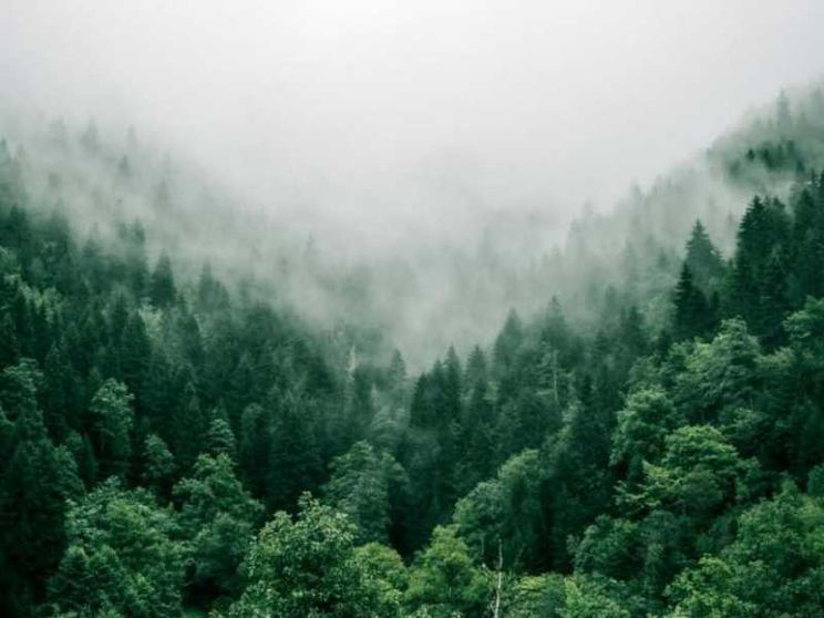 La società degli alberi cerca la condivisione