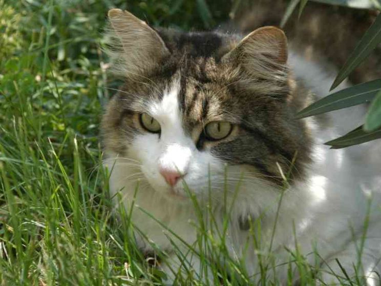 Gatto infettato dall’aviaria, i consigli delle autorità sanitarie