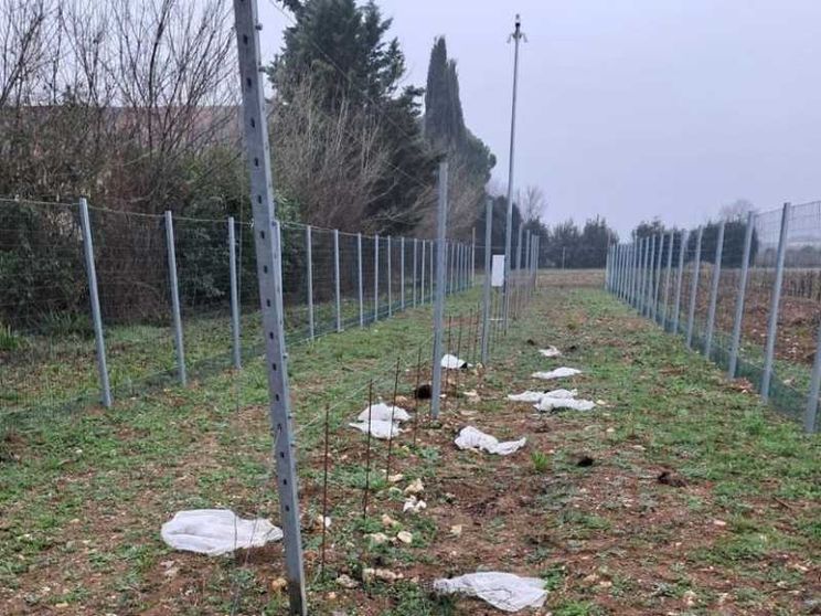 Dopo il riso la vite: altro attacco contro le sperimentazioni Tea