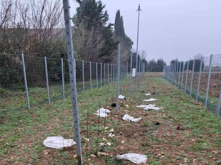 Dopo il riso la vite: altro attacco contro le sperimentazioni Tea