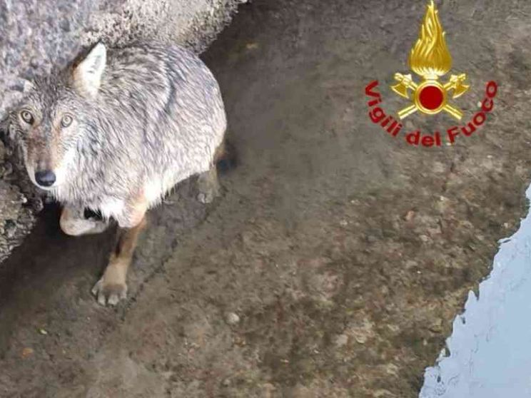 Il salvataggio col canotto e le cure: ma cosa ci faceva un lupo nel Naviglio?