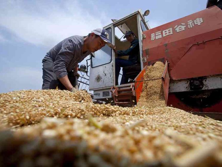 La Cina punta tutto sul grano