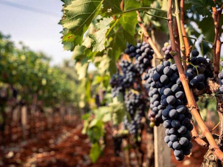 Il gusto dell'Italia, così l'enogastronomia moltiplica gli arrivi