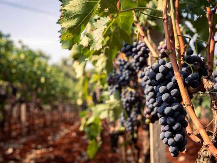 Il gusto dell'Italia, così l'enogastronomia moltiplica gli arrivi