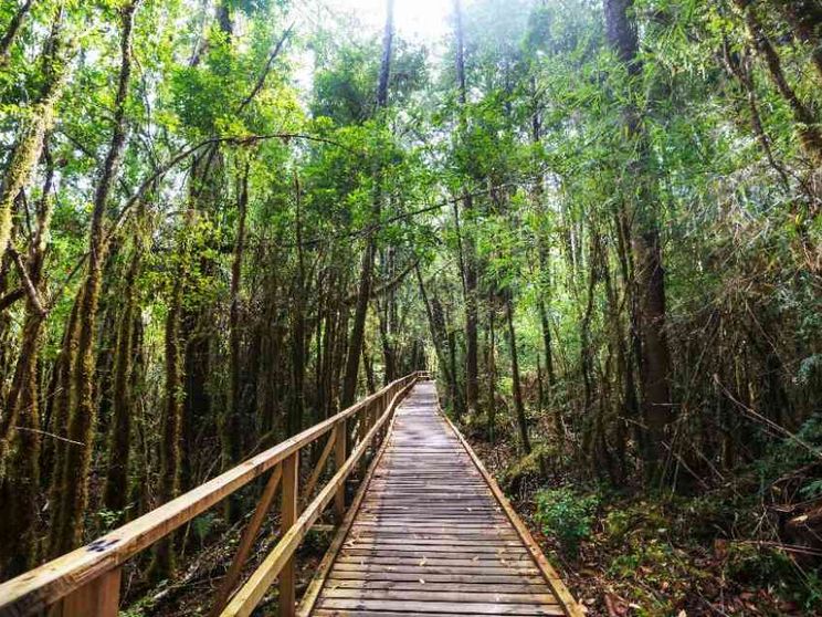 Clima, risorse, biodiversità: le foreste, sentinelle della "casa comune"