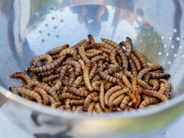 La polvere di larva gialla sarà venduta come un integratore di vitamina D