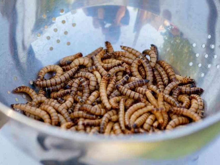 La polvere di larva gialla sarà venduta come un integratore di vitamina D
