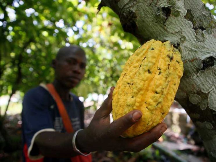 C’è troppo caldo, le piante non rendono: il prezzo del cacao è fuori controllo