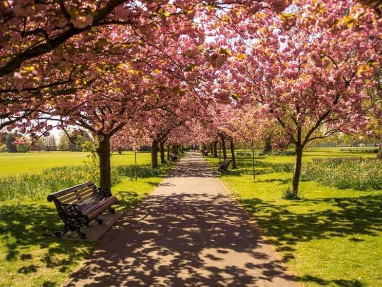Piante e fiori da record, nel 2024 toccati i 3,3 miliardi di euro
