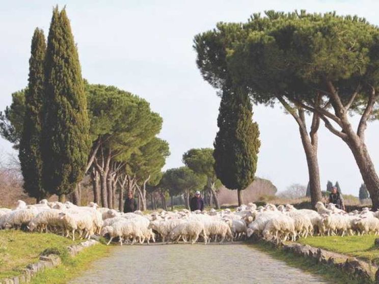 Campagna contro il mercato "low cost" dal Consorzio dell'abbacchio romano Igp