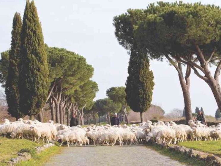 Campagna contro il mercato "low cost" dal Consorzio dell'abbacchio romano Igp