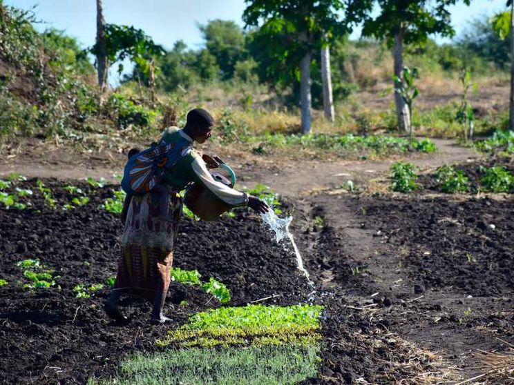 Se un supercereale diventa ponte di sviluppo tra le Murge e l'Etiopia