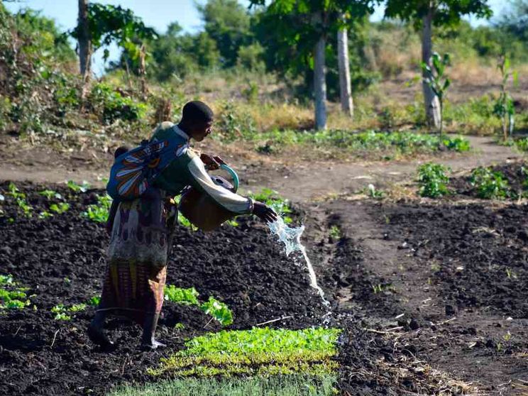 Se un supercereale diventa ponte di sviluppo tra le Murge e l'Etiopia