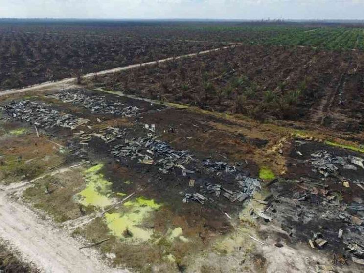 In Indonesia è in atto «la più grande deforestazione al mondo»