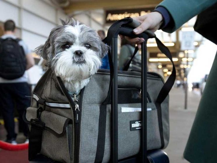 Cinture allacciate anche per i cani, la delibera Enac cambia le regole