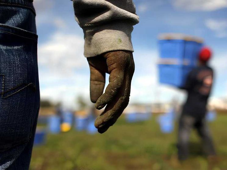 Ti pago 1,6 euro l'ora: lo sfruttamento choc dal supermercato ai campi