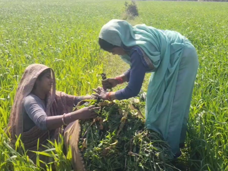 Sfruttate e invisibili: le contadine senza terra dell'India