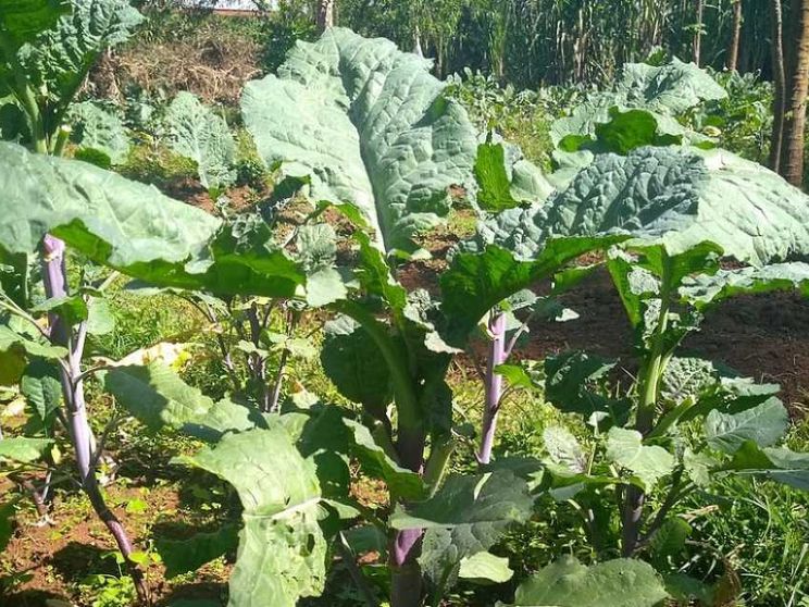 Che cos'è la “carinata”, la pianta con cui il Brasile vuol far volare gli aerei