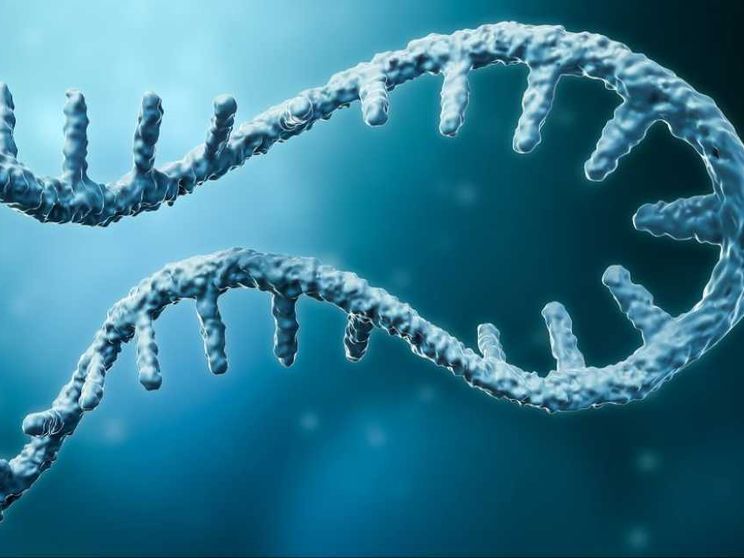 Rna messaggero, il "passe-partout" della ricerca