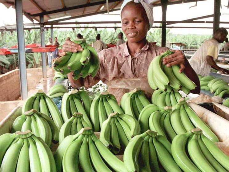 Chiquita lascia Panama: licenziati gli ultimi lavoratori