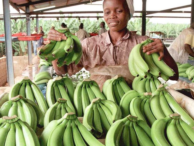 Chiquita lascia Panama: licenziati gli ultimi lavoratori