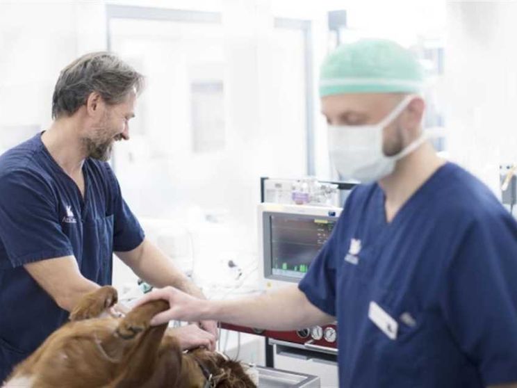 Tecnici veterinari, sono oltre 5mila in Italia