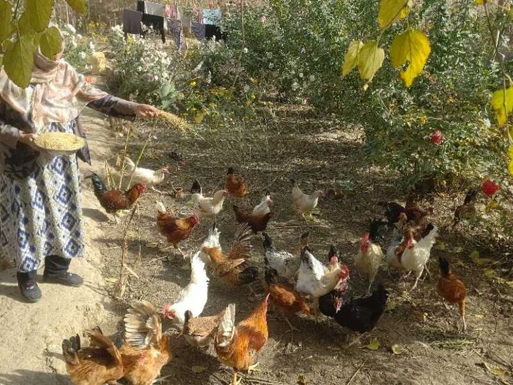 Da dirigenti ad allevatrici di polli: la dignità delle lavoratrici afghane