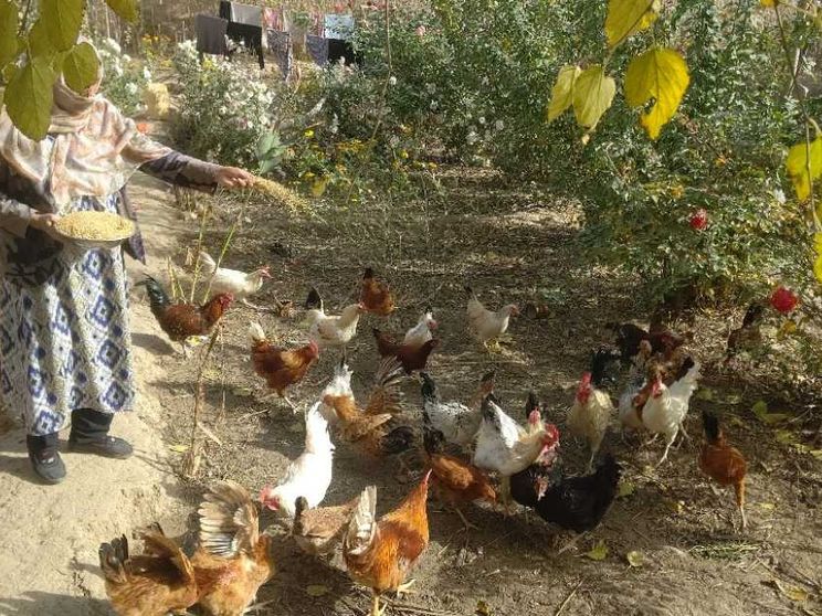 Da dirigenti ad allevatrici di polli: la dignità delle lavoratrici afghane